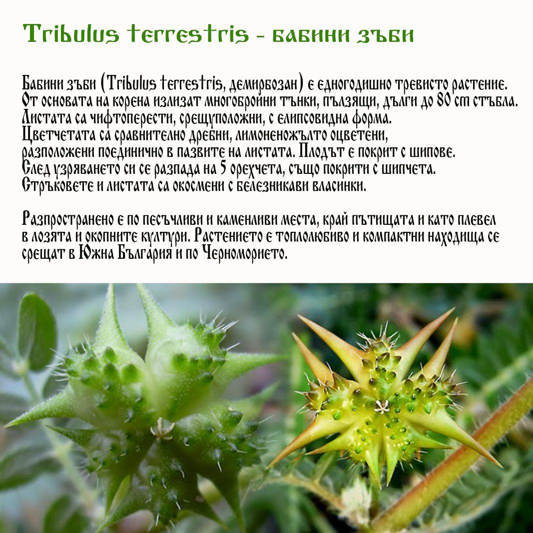 Билката Бабини зъби